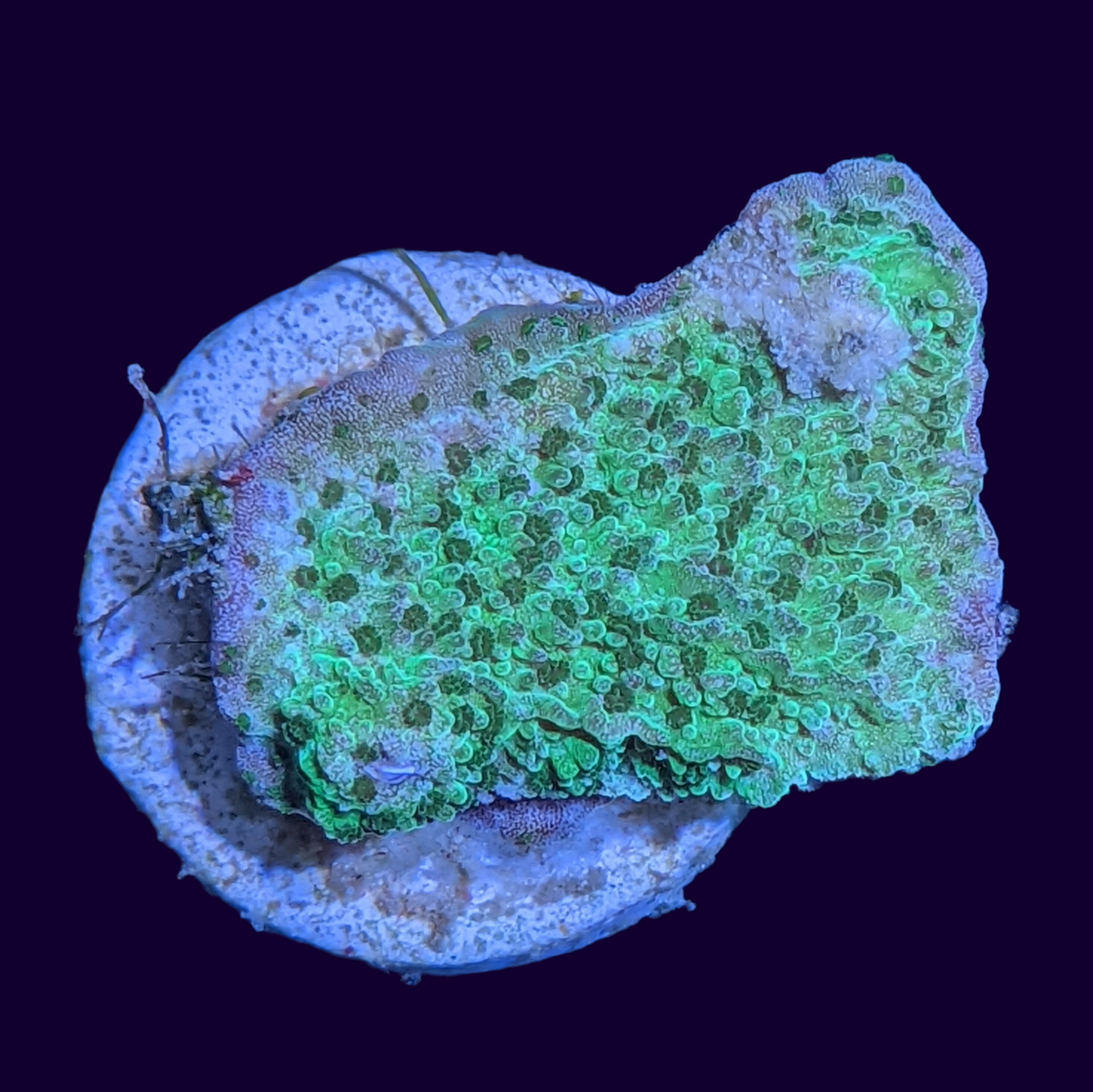 Green Montipora