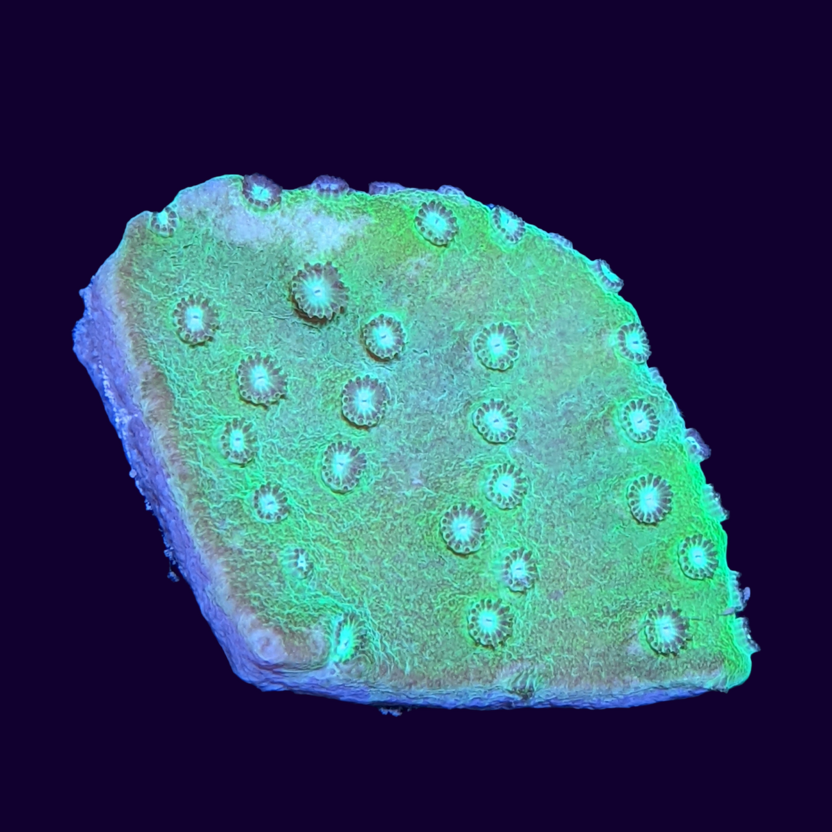 Green Cup Turbinaria