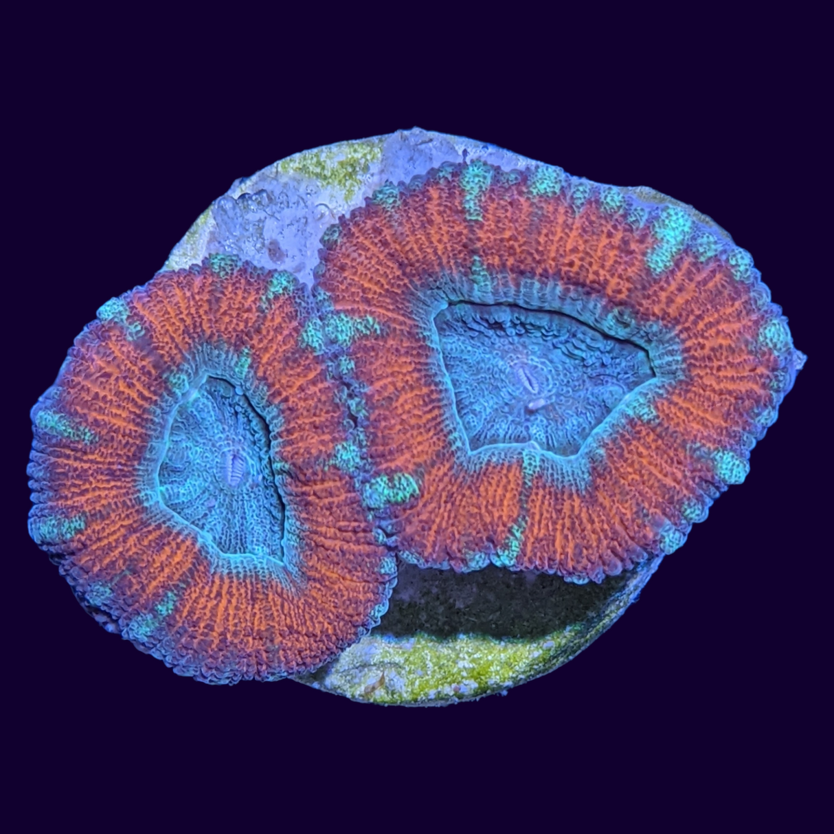 Acanthastrea Lordhowensi