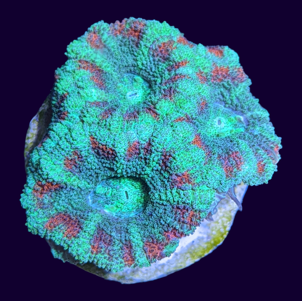 Acanthastrea Lordhowensi