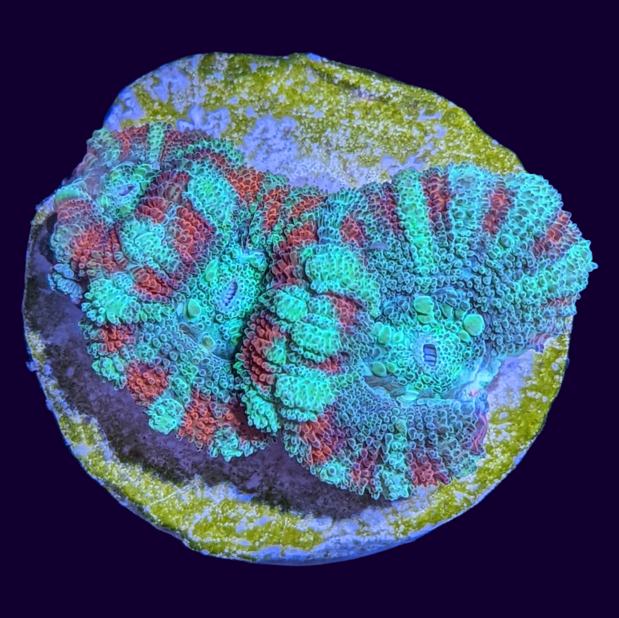 Acanthastrea Lordhowensi