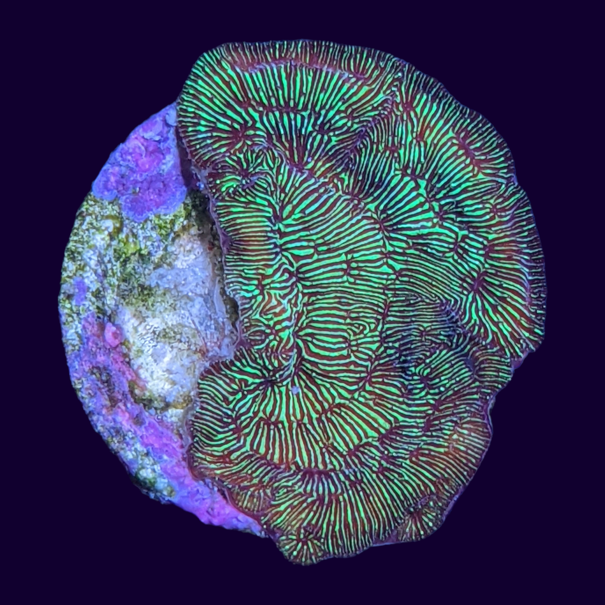 Metallic Green Pavona (UK Grown)