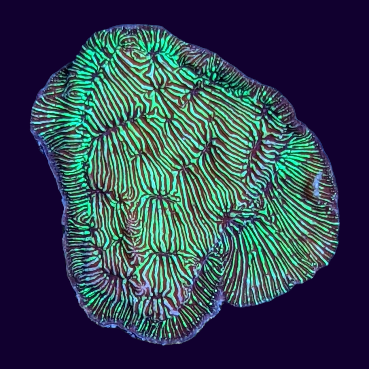 Metallic Green Pavona (UK Grown)