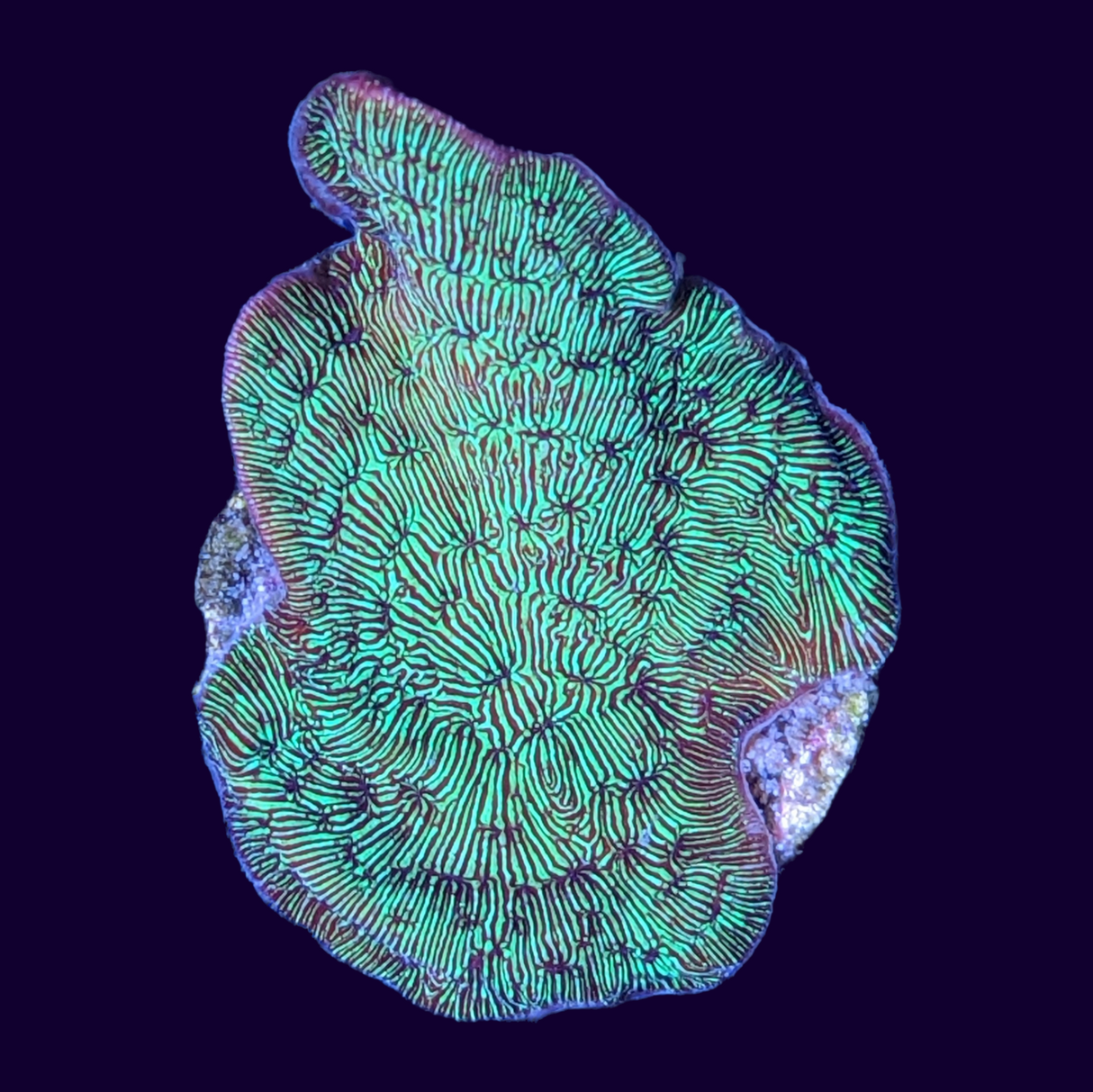 Metallic Green Pavona (UK Grown)