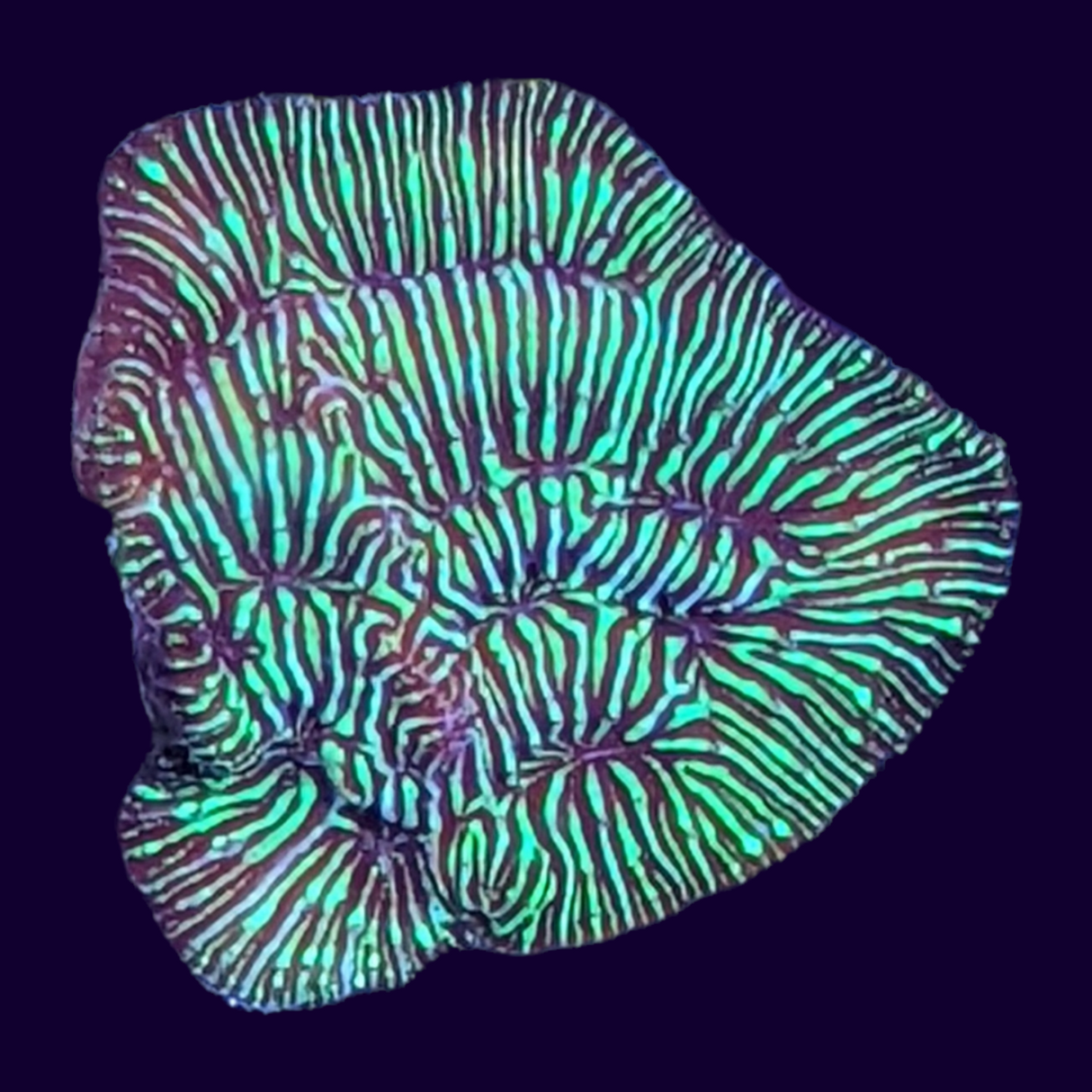 Metallic Green Pavona (UK Grown)
