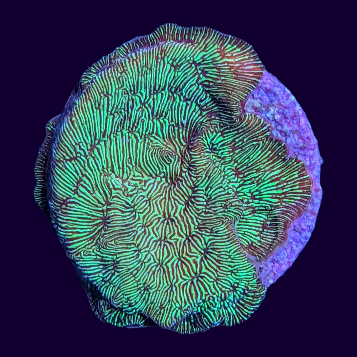 Metallic Green Pavona (UK Grown)