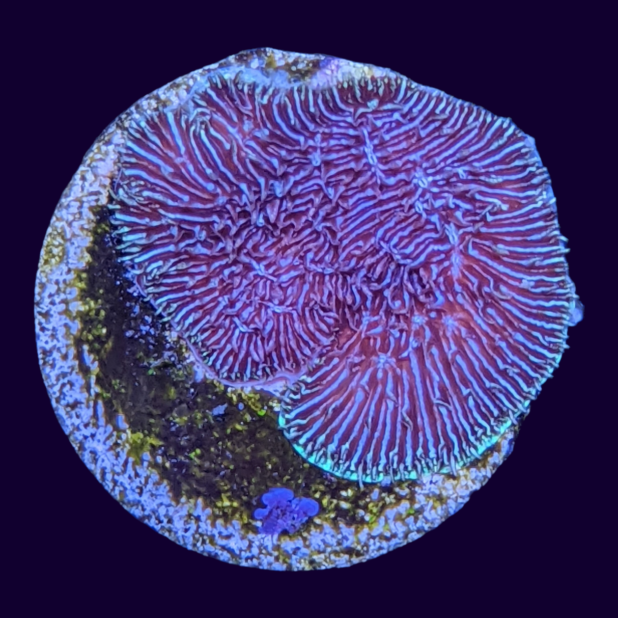 Deep Purple Pavona (UK Grown)