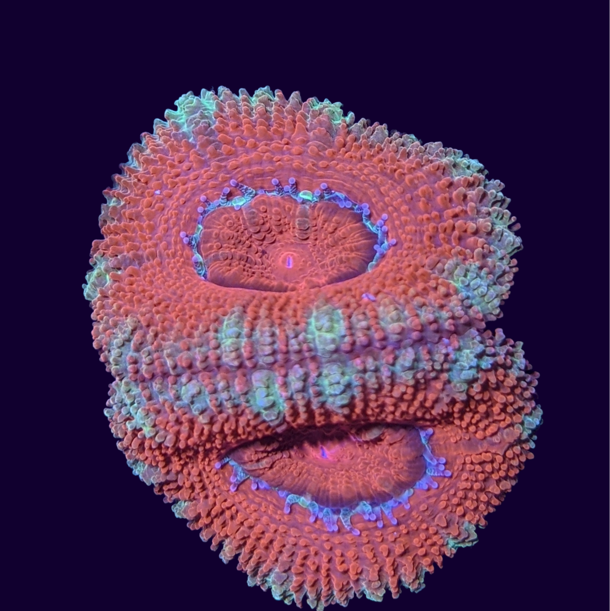 Acanthastrea Lordhowensi