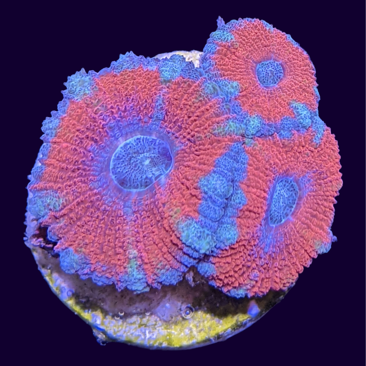 Acanthastrea Lordhowensi