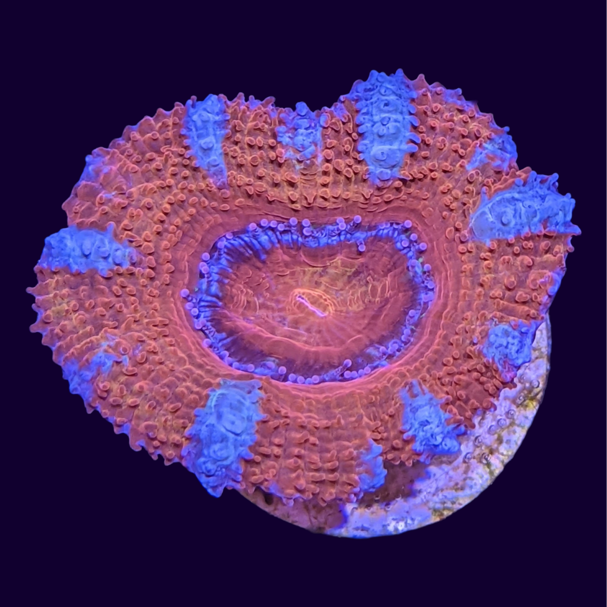 Acanthastrea Lordhowensi