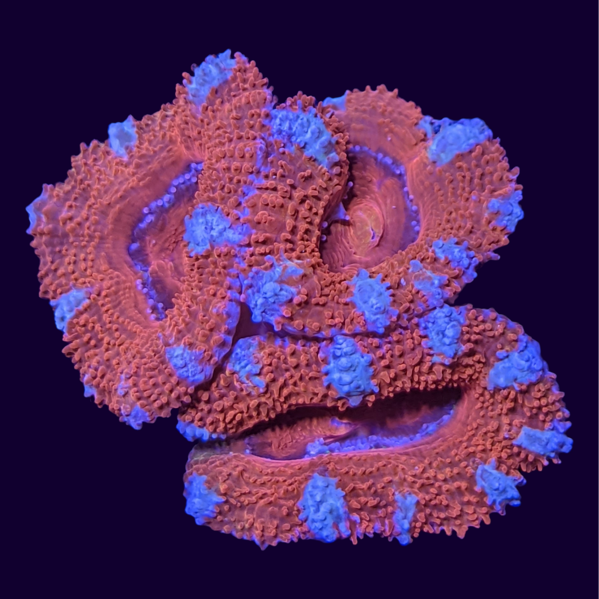 Acanthastrea Lordhowensi