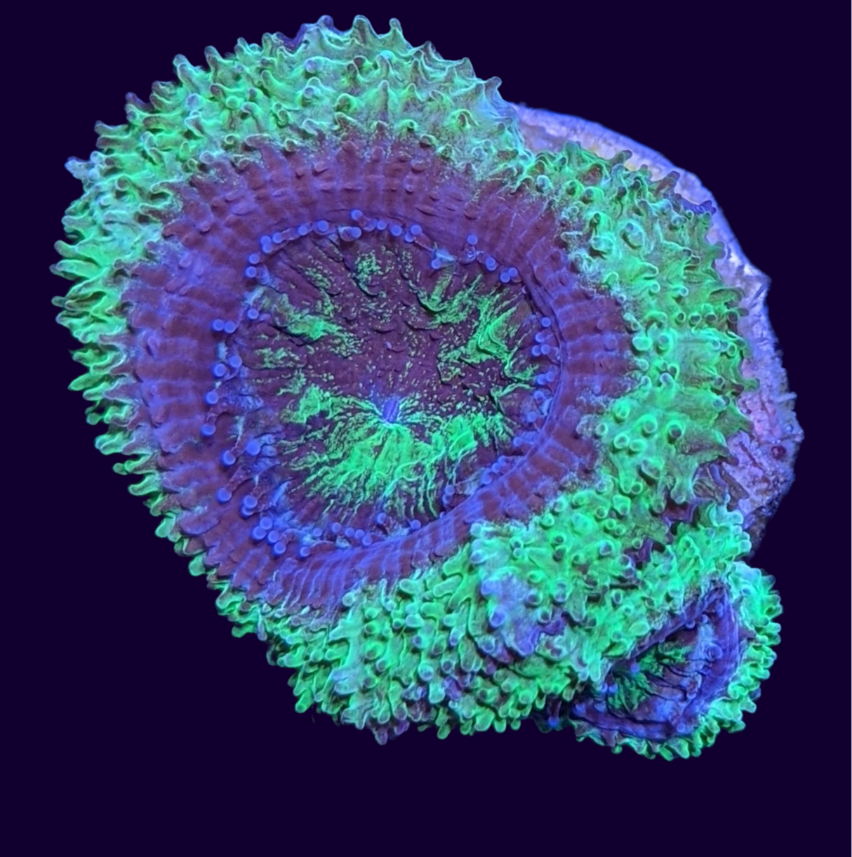 Acanthastrea Lordhowensi