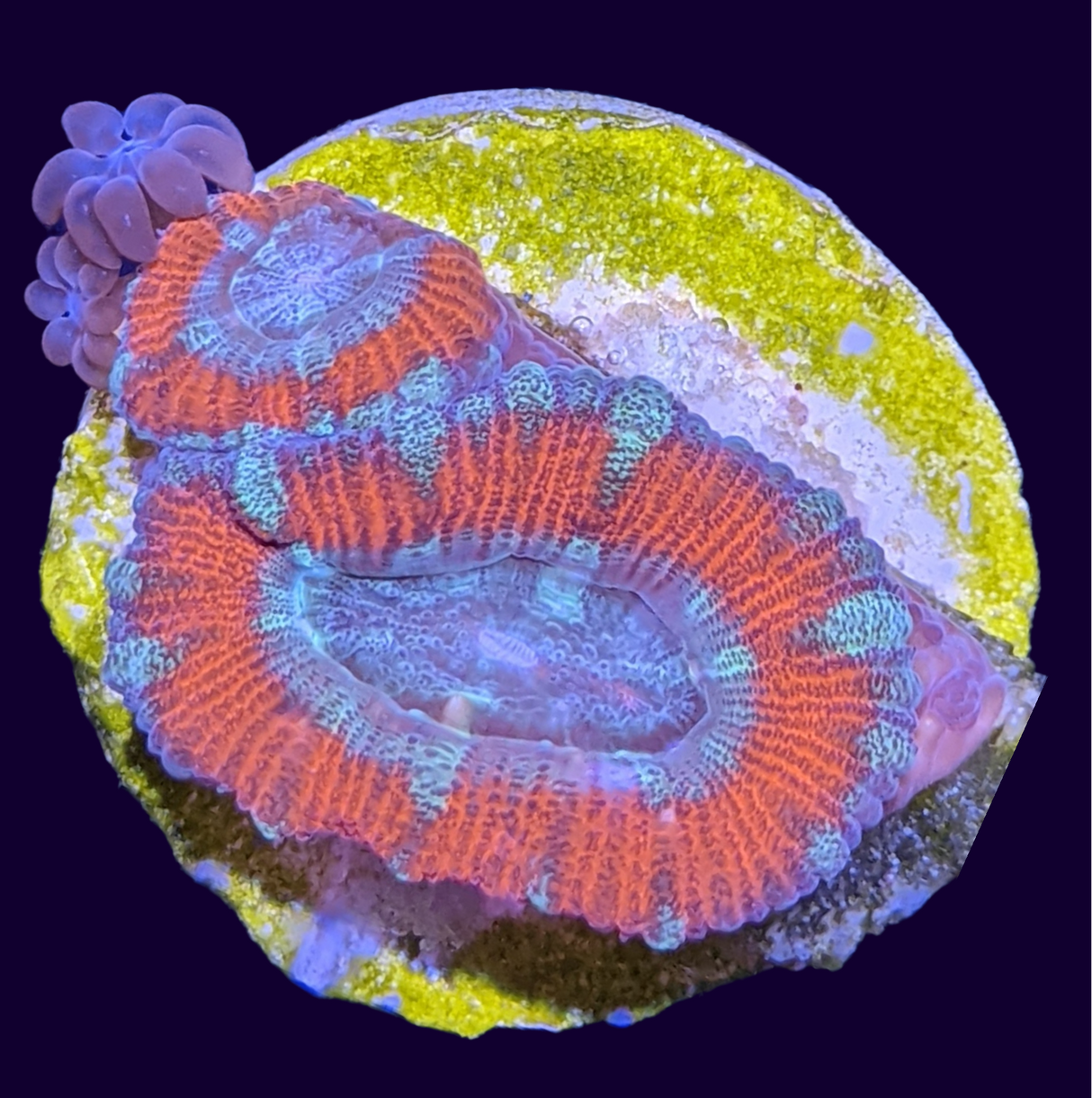 Acanthastrea Lordhowensi