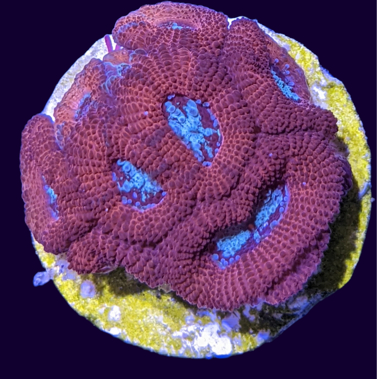 Micromussa