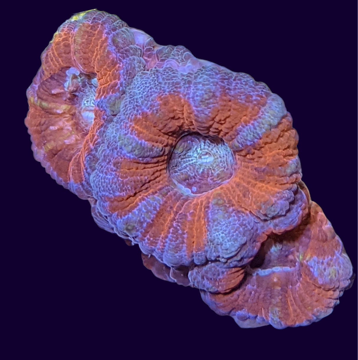 Acanthastrea Lordhowensi