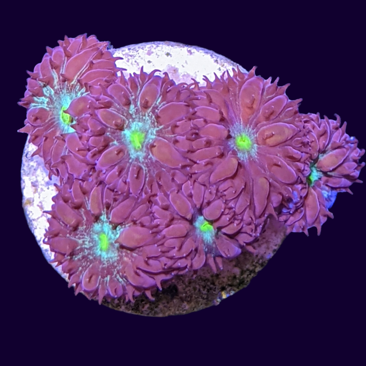 Mini Colony Red & Green Blastomussa