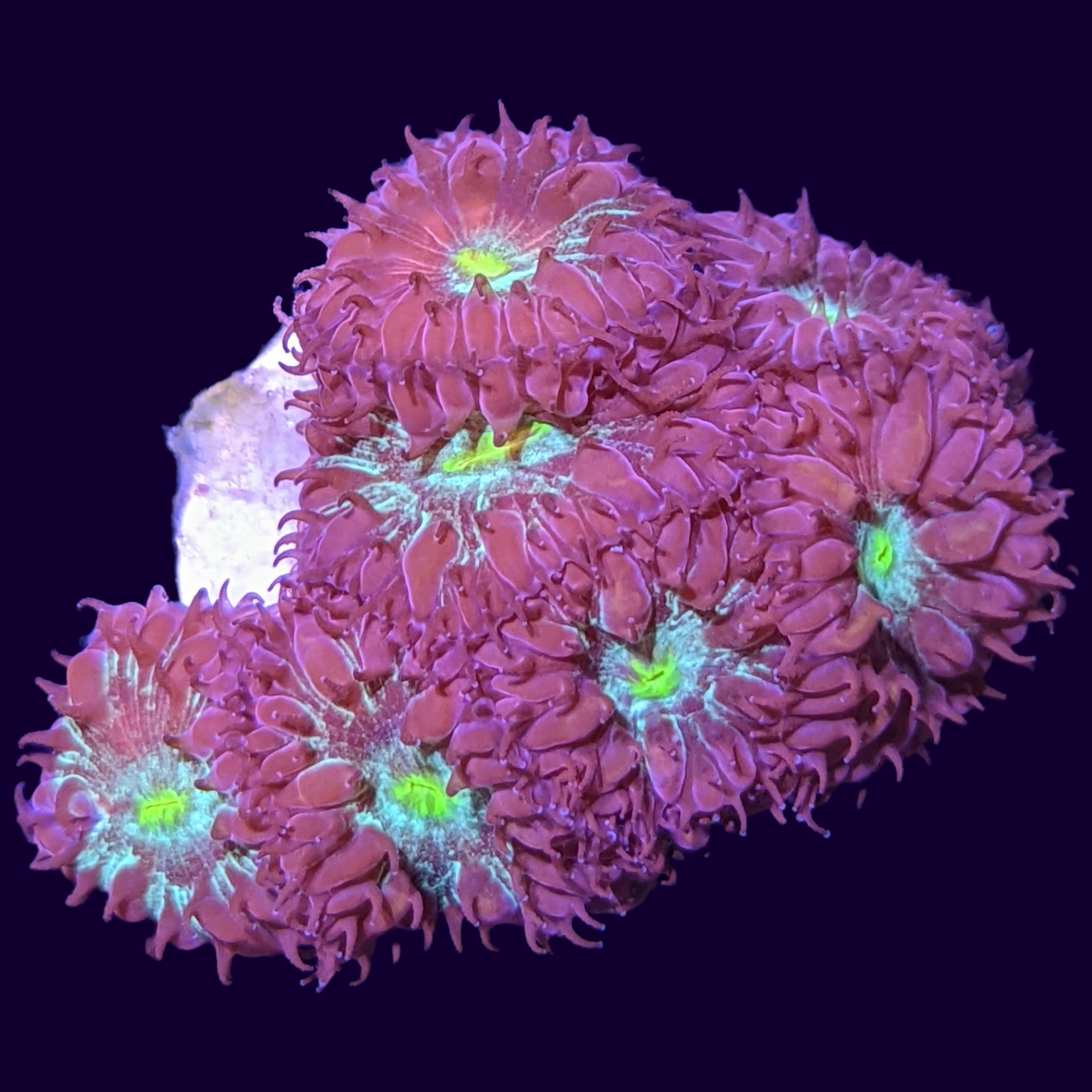 Mini Colony Red & Green Blastomussa