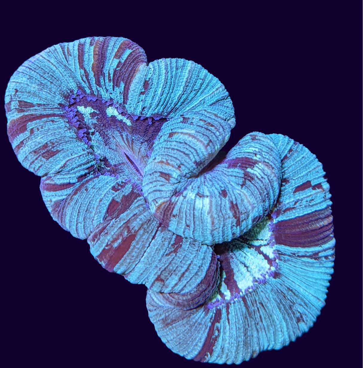 Trachyphyllia (Collection Only)