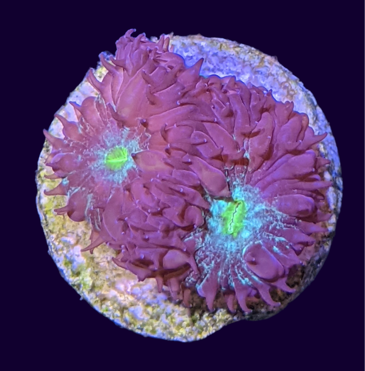 4 Head Red & Green Blastomussa