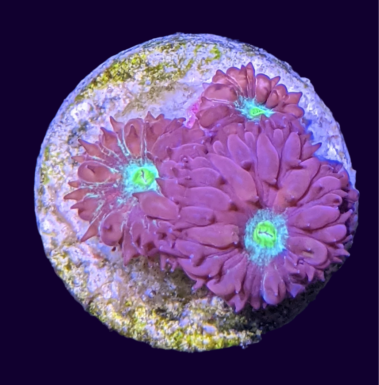 3 Head Red & Green Blastomussa