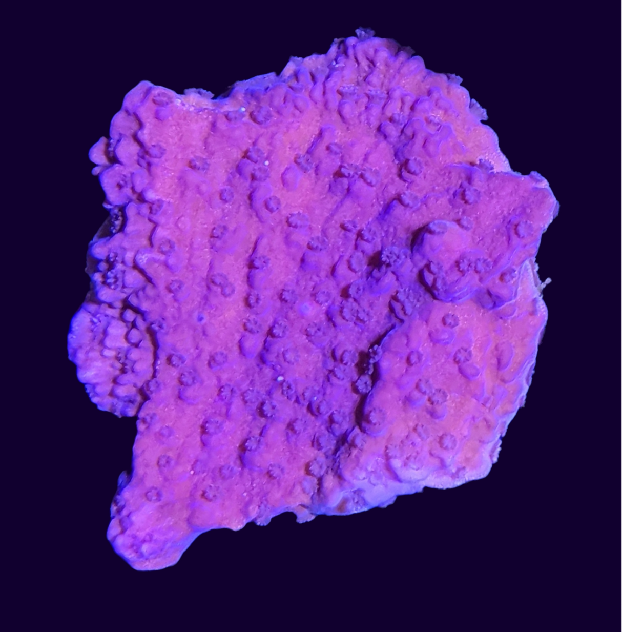 Purple Montipora (UK Grown)