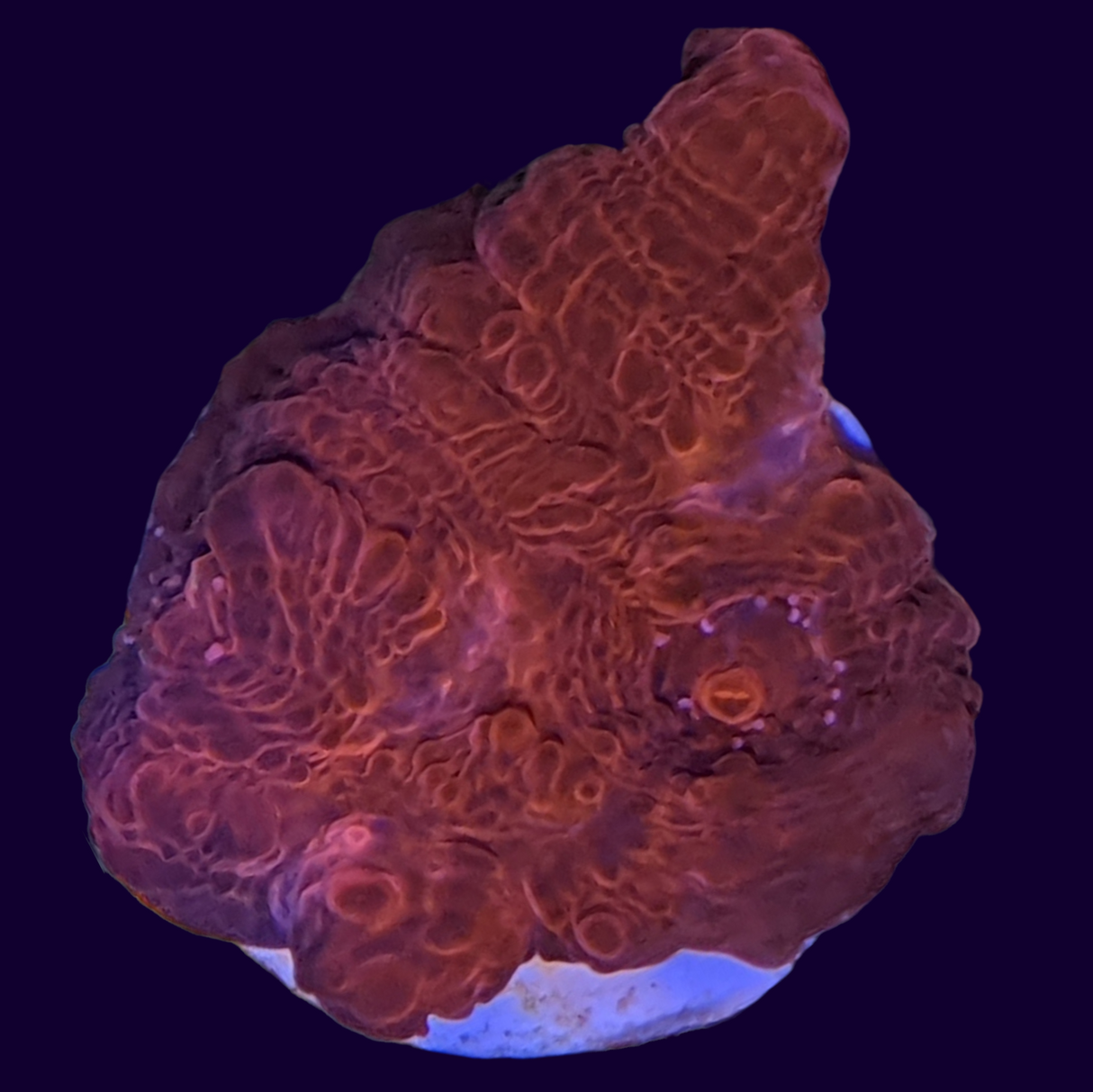 Red Lava Chalice (UK Grown)