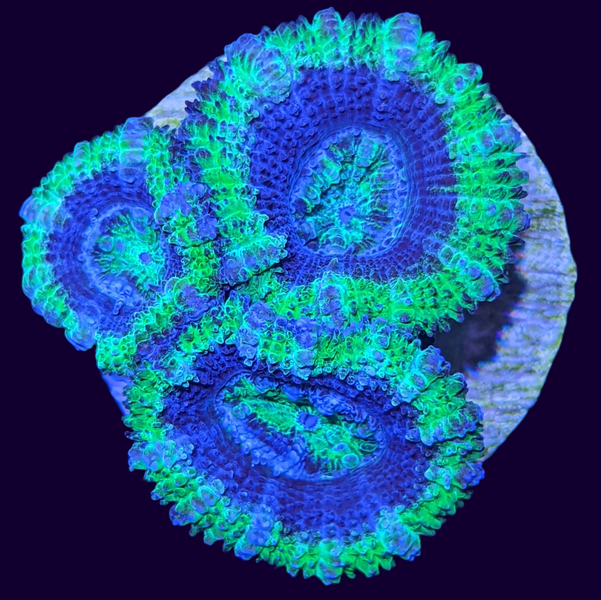 Acanthastrea Lordhowensi