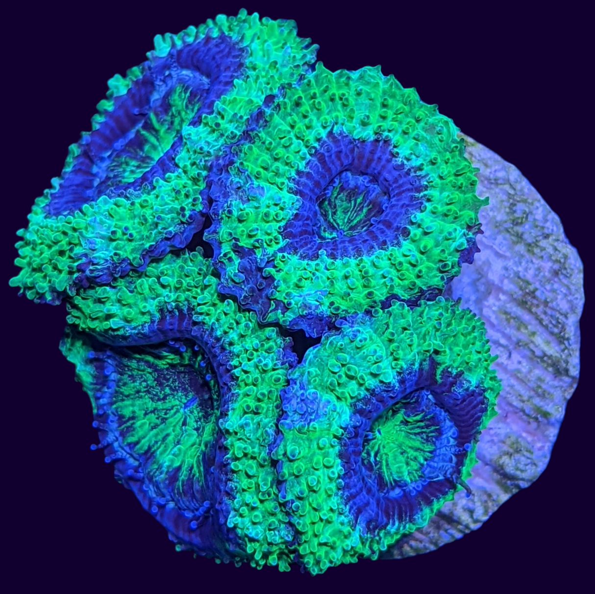 Acanthastrea Lordhowensi