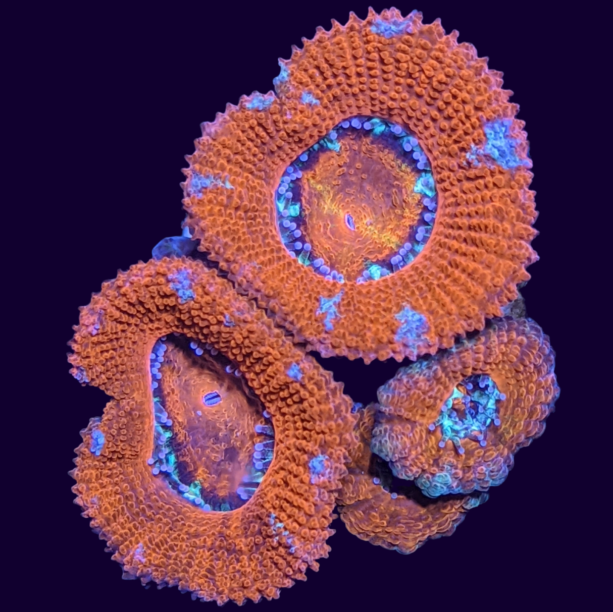 Acanthastrea Lordhowensi