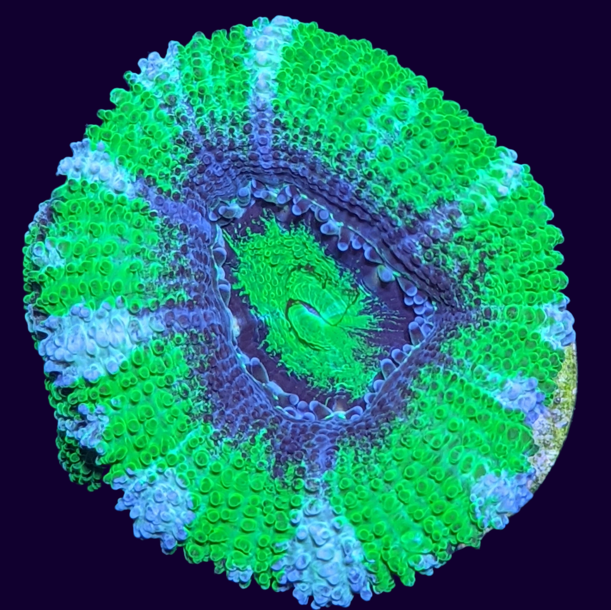 Acanthastrea Lordhowensi