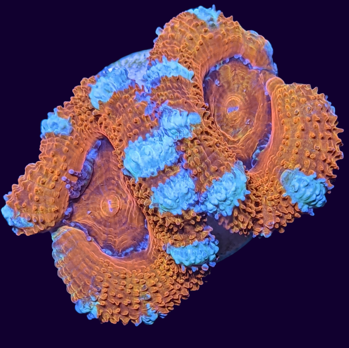 Acanthastrea Lordhowensi