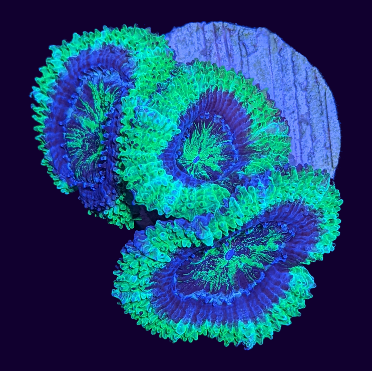 Acanthastrea Lordhowensi