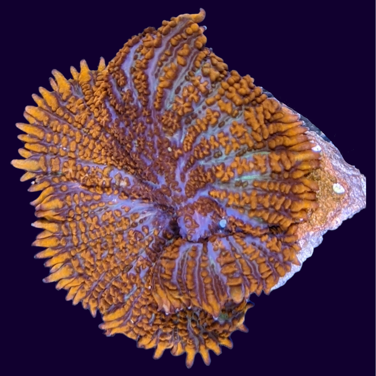 Orange Rhodactis Mushroom