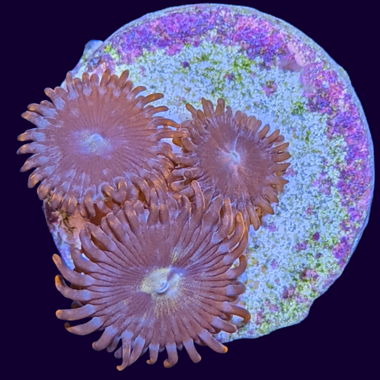 Chocolate Orange Zoa Frag