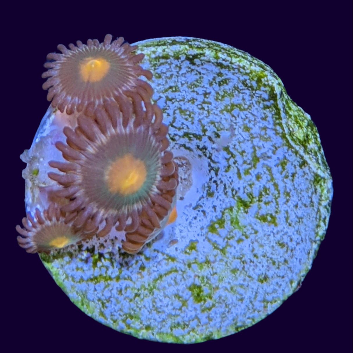 John Deere Zoa Frag (UK Grown)