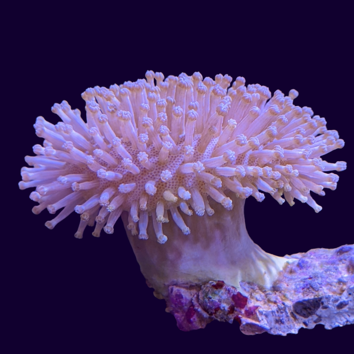 Toadstool Frag