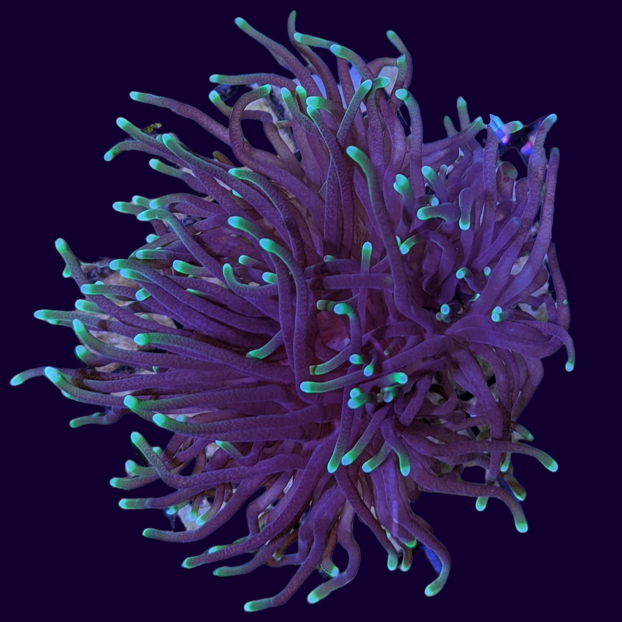 2 Head Green Tipped Torch Frag