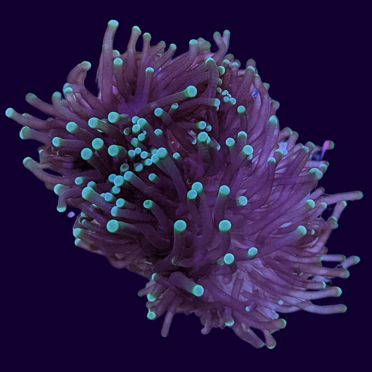 2 Head Green Tipped Torch Frag