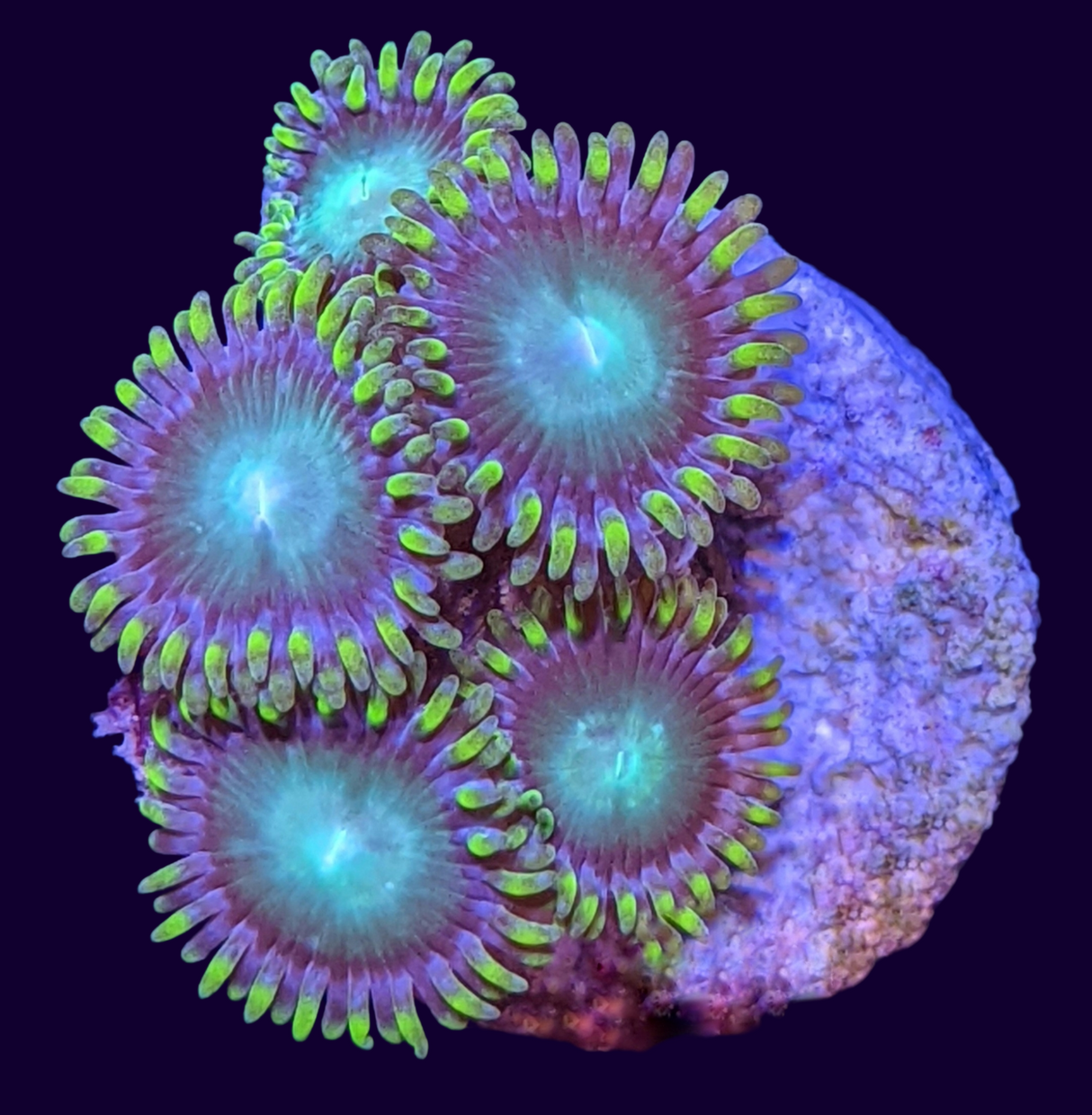 Radioactive Dragons Eye Zoa Frag (UK Grown)