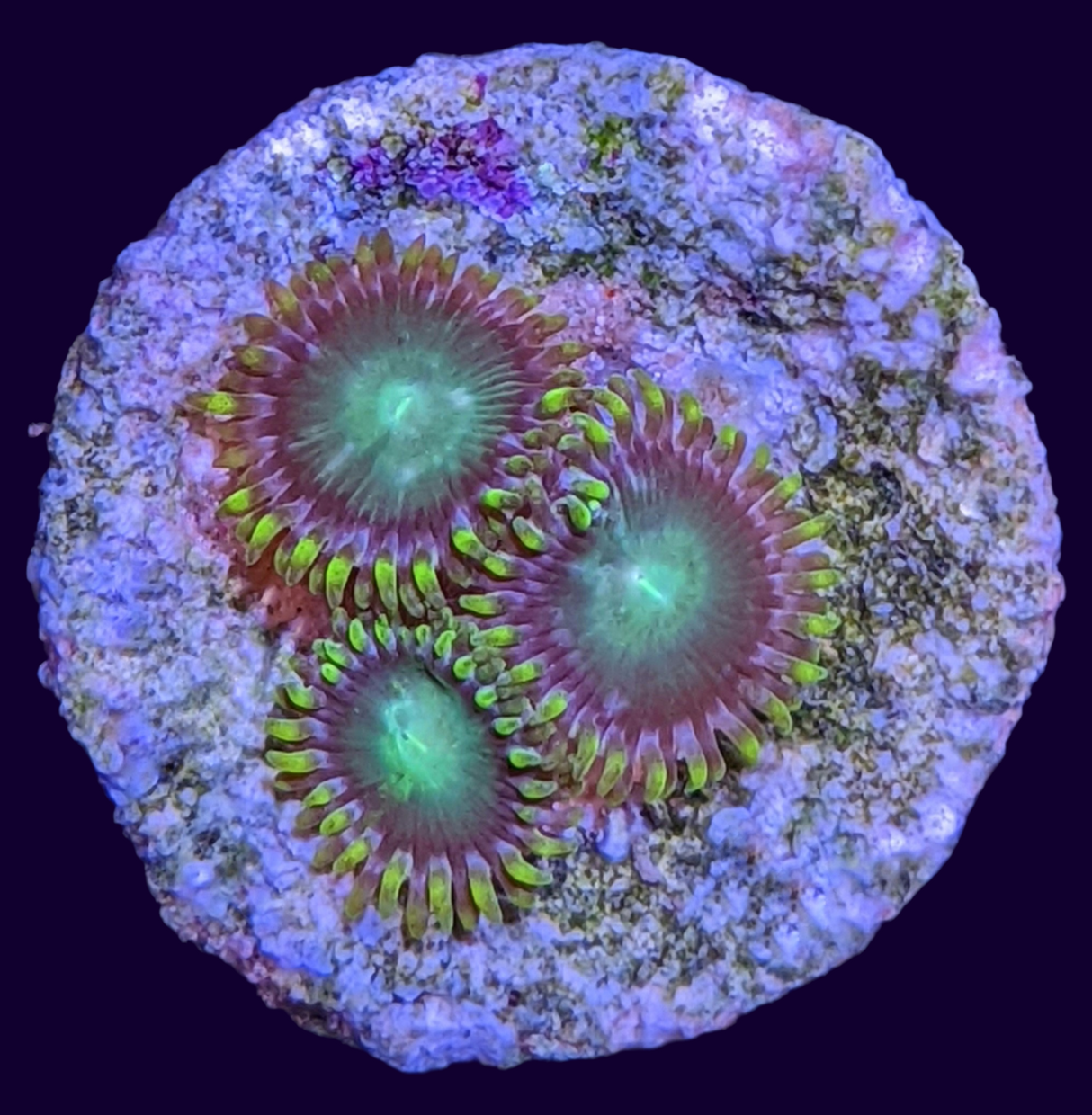 Radioactive Dragons Eye Zoa Frag (UK Grown)