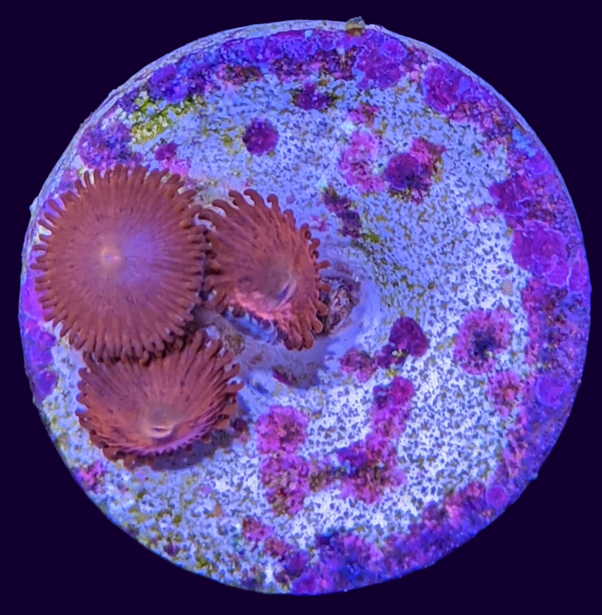 Aussie Red Zoa Frag