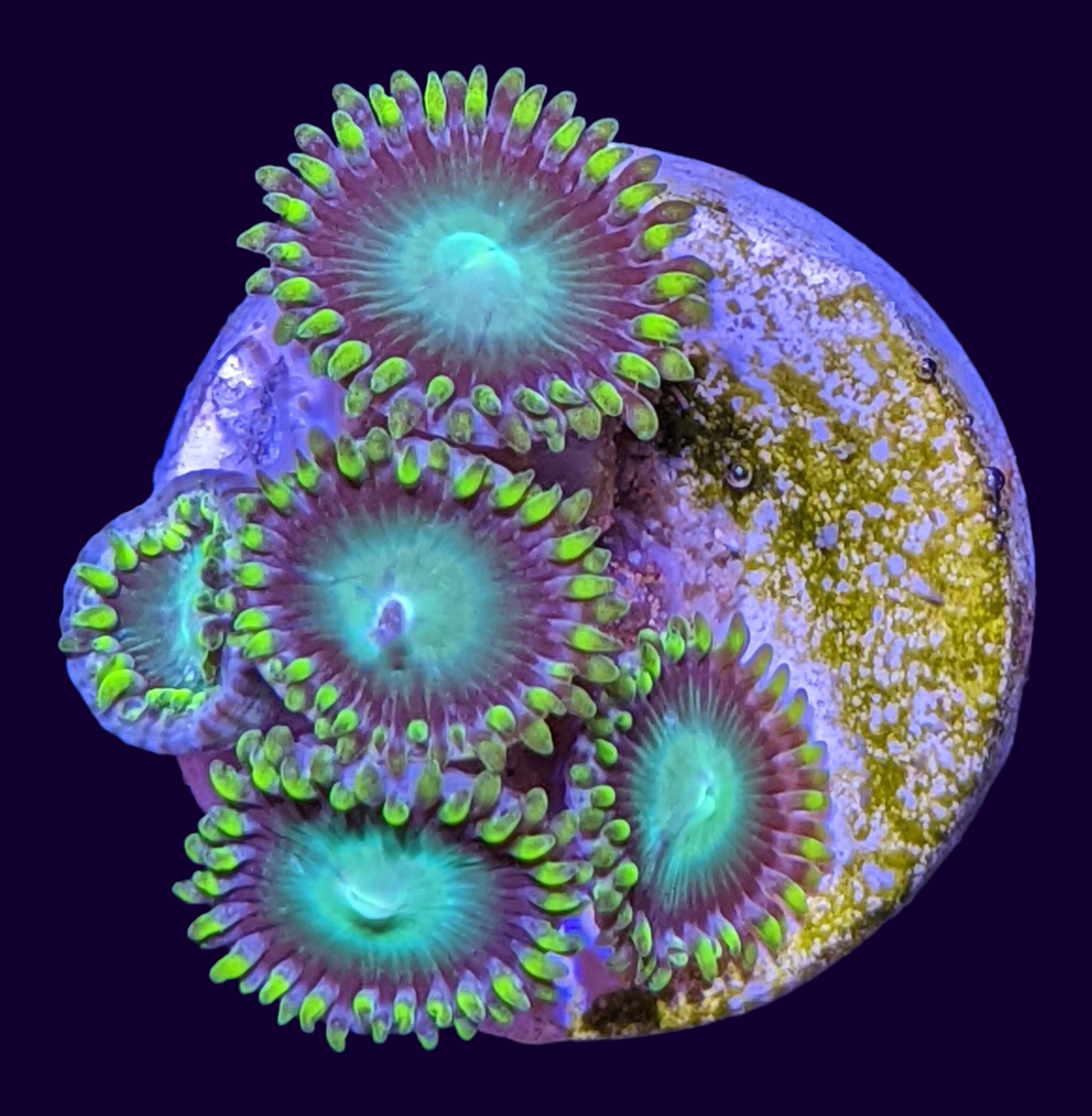 Radioactive Dragons Eye Zoa Frag (UK Grown)