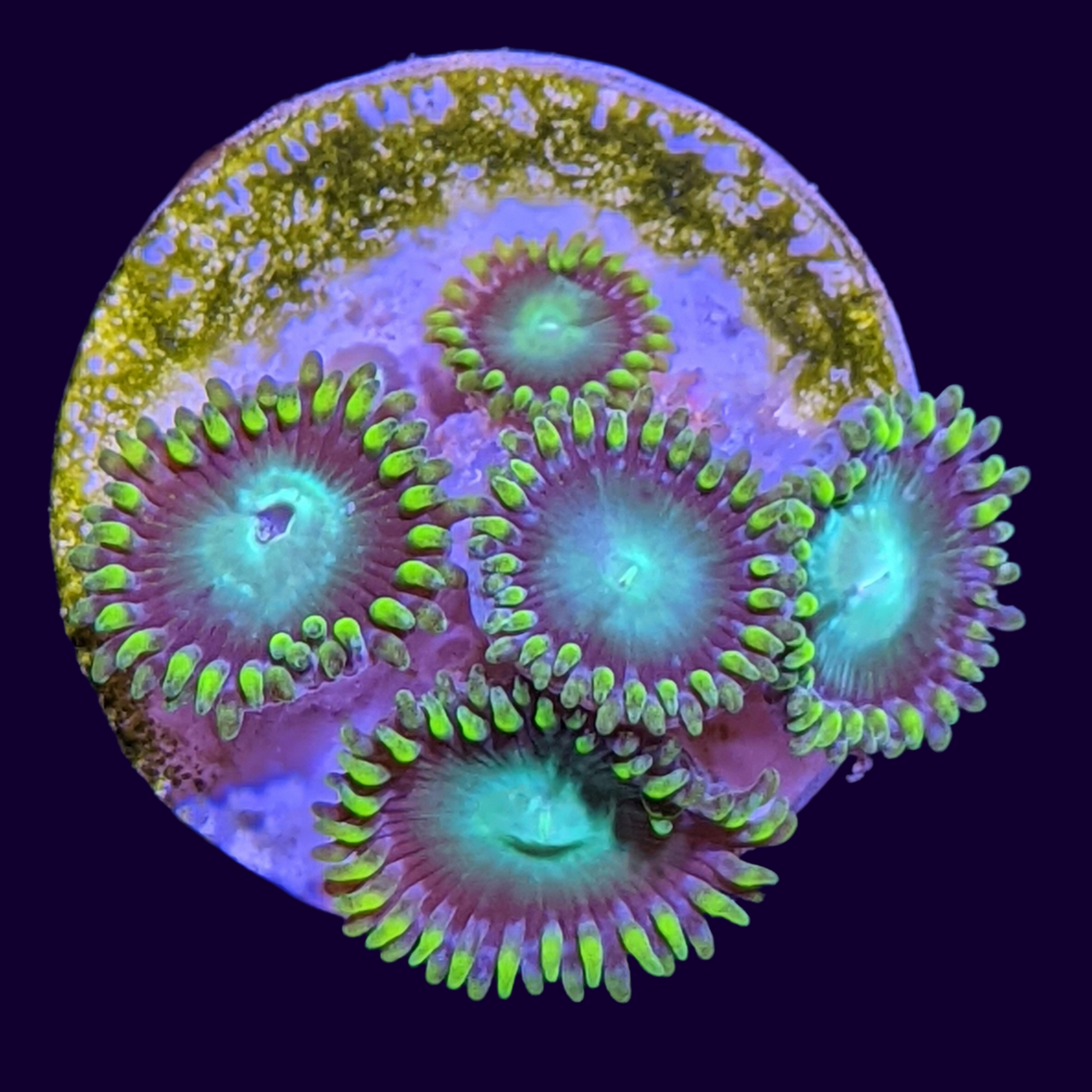 Radioactive Dragons Eye Zoa Frag (UK Grown)