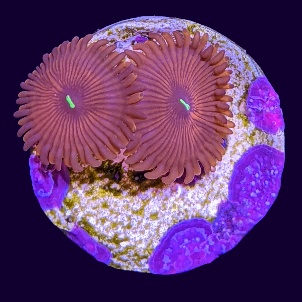 Red People Eater Zoa Frag (UK Grown)