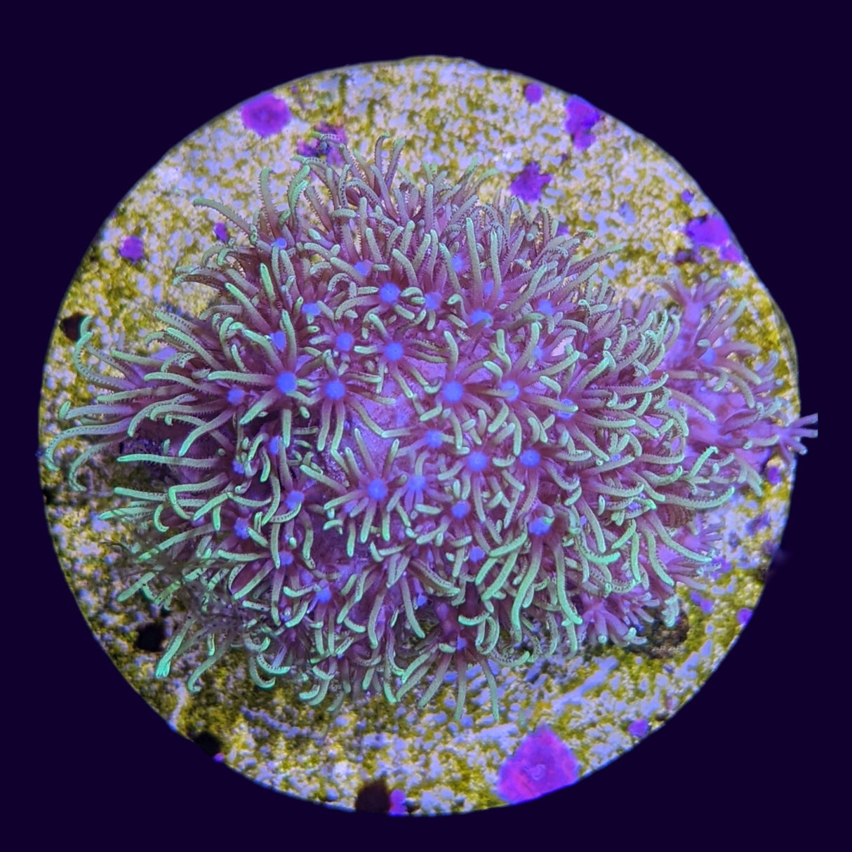 Star Polyps Disc (Standard Plug) (UK Grown)