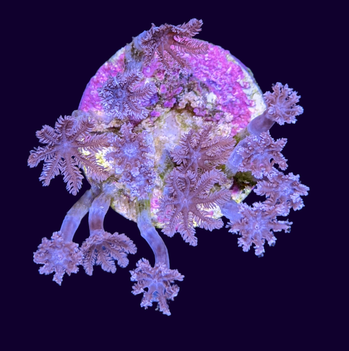 Clove Polyps