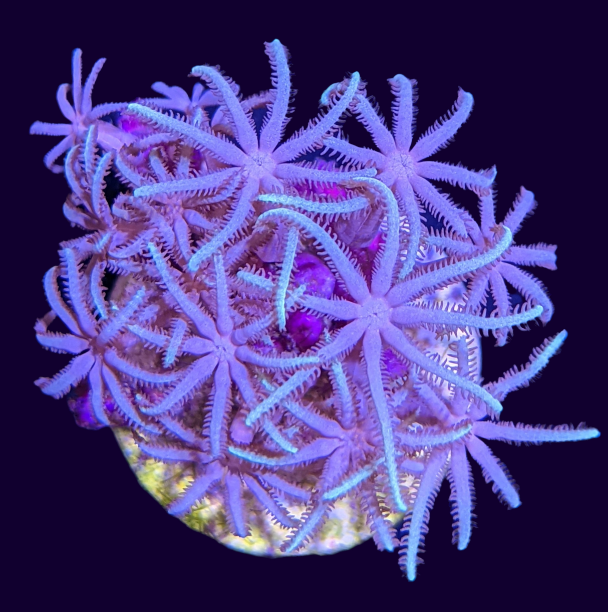 Star Polyps (Standard Plug) (UK Grown)