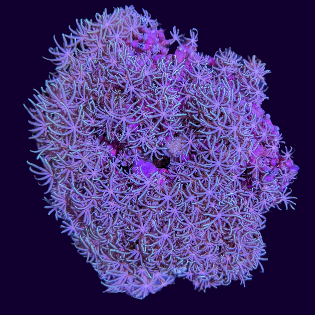 Green Star Polyp Mini Colony