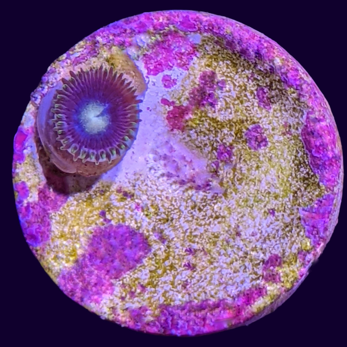 Zoa Frag (UK Grown)