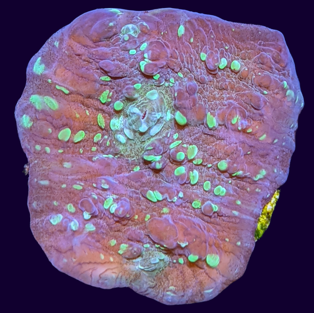 Shooting Star Chalice (UK Grown)